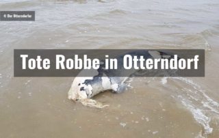 Tote Robbe in Otterndorf am 26.06.2018||Tote Robbe in Otterndorf am 26.06.2018