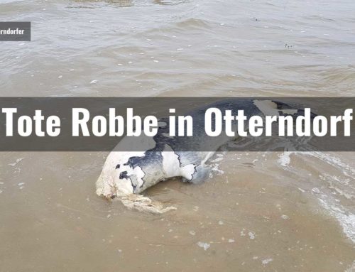 Tote Robbe in Otterndorf gefunden