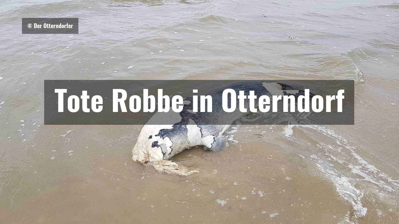 Tote Robbe in Otterndorf am 26.06.2018||Tote Robbe in Otterndorf am 26.06.2018