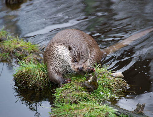 Der Fischotter – Tier des Jahres 2021