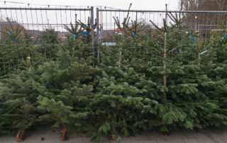 Weihnachtsbaum in Otterndorf