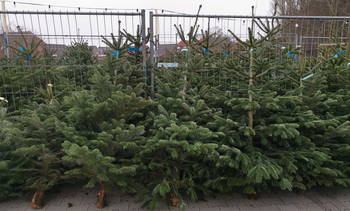 Weihnachtsbaum in Otterndorf