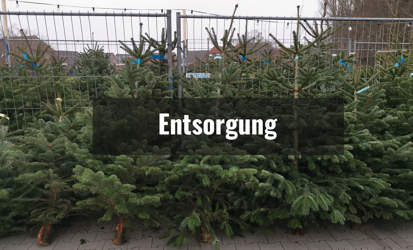 Weihnachtsbaum-Entsorgung